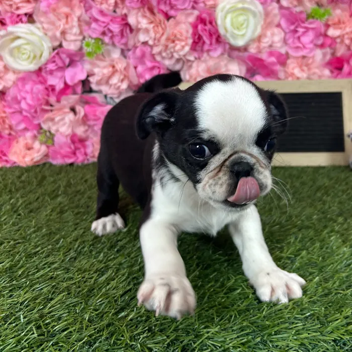Male Pug puppy named Frito for sale at Pet Express Braintree.