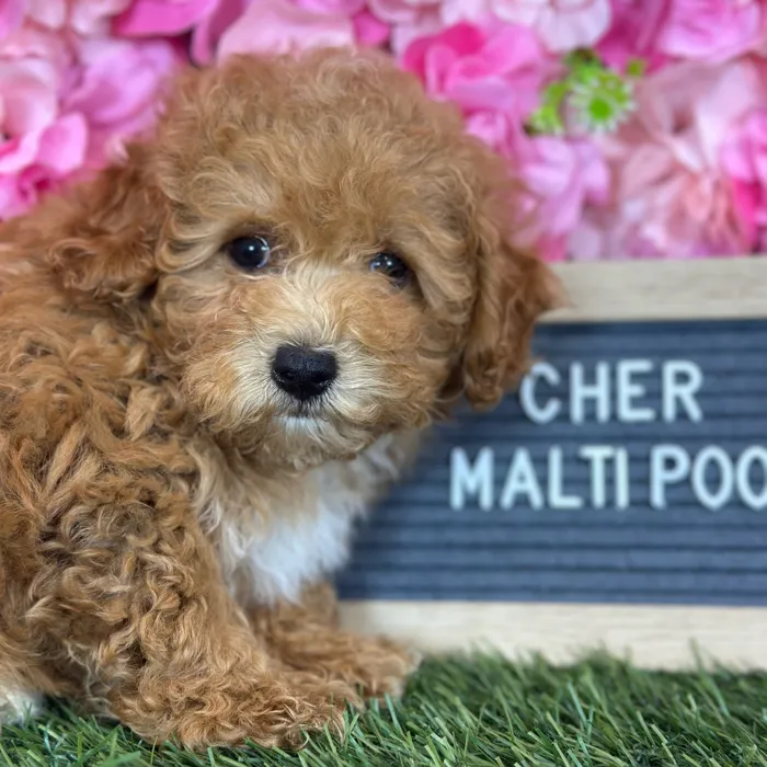 Female Malti-Poo 2Nd Gen puppy named Cher for sale at Pet Express Saugus.