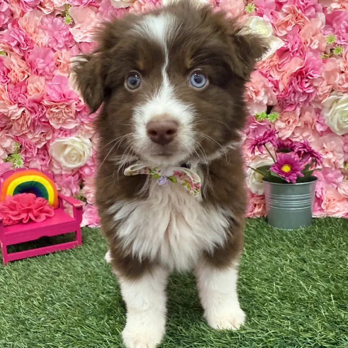 Male Miniature Australian Shepherd Puppy for Sale in Braintree, MA
