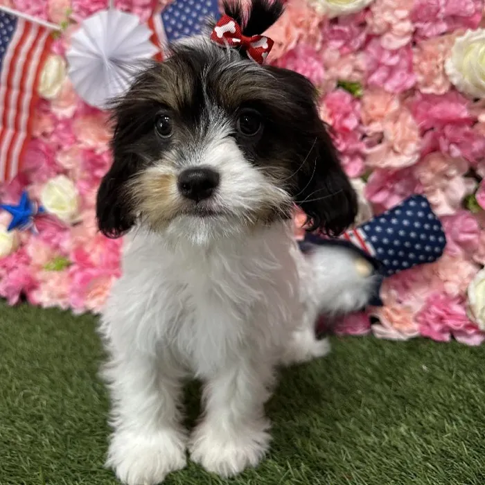 Female Cavanese Puppy for Sale in Saugus, MA