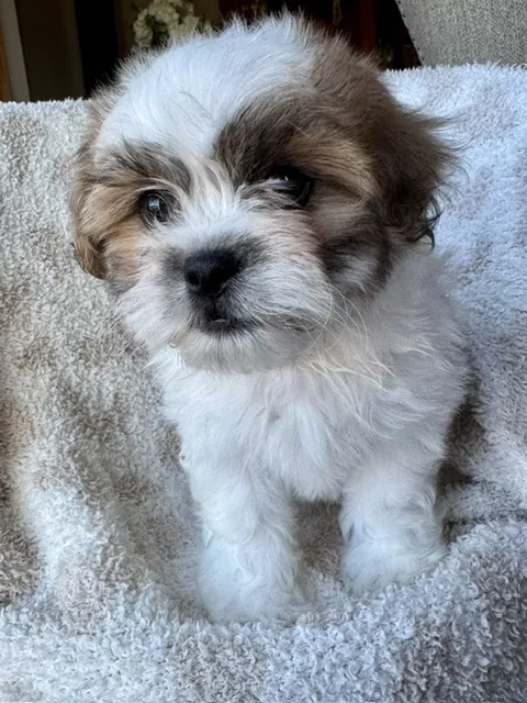 Male Teddy Bear (Zuchon) puppy named Gallo for sale at Pet Express Saugus.