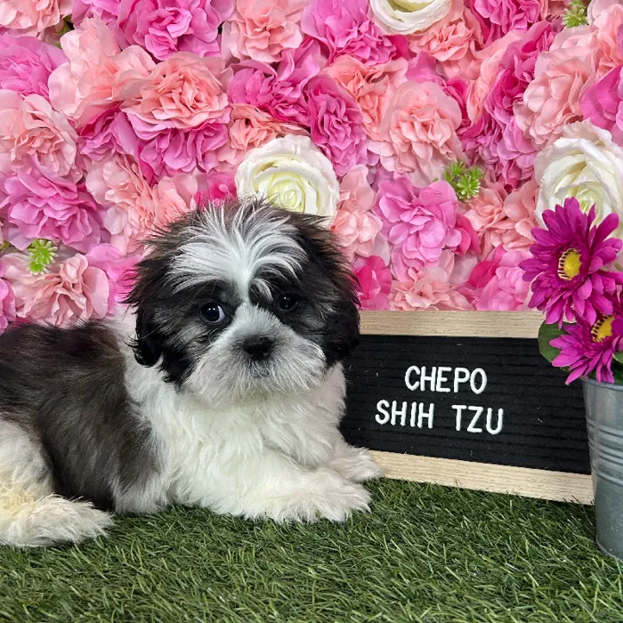 Male Shih Tzu puppy named Chepo for sale at Pet Express Braintree.
