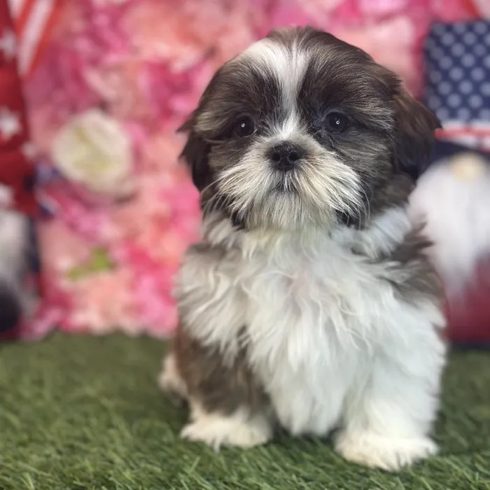 Male Shih Tzu Puppy for Sale in Saugus, MA