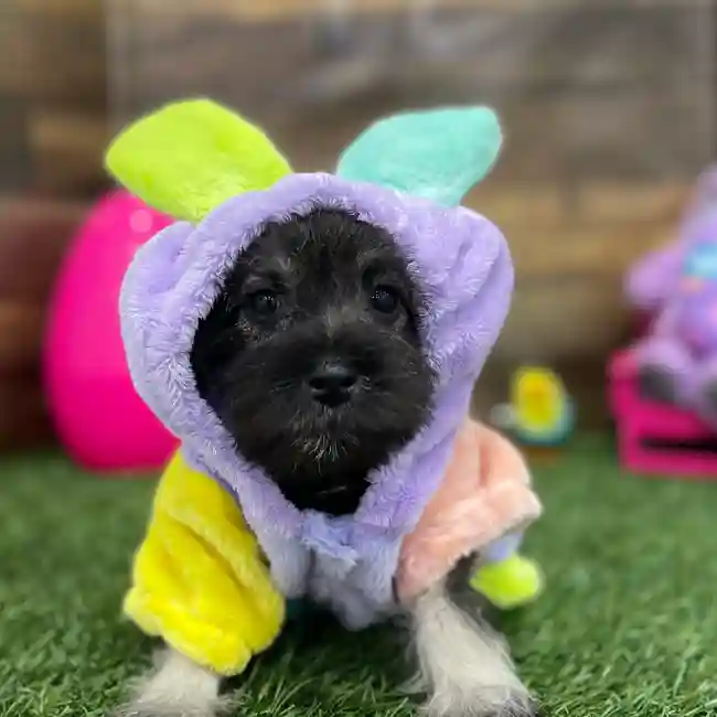 Female Miniature Schnauzer Puppy for Sale in Braintree, MA