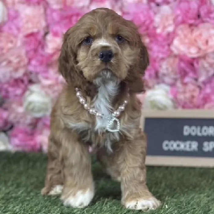 Female Cocker Spaniel puppy named Dolores for sale at Pet Express Saugus.