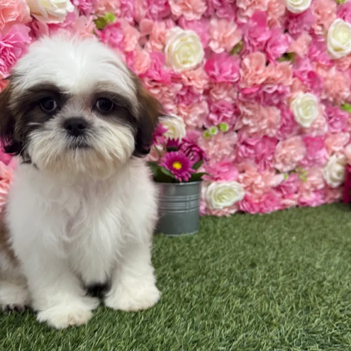 Female Shih Tzu Puppy for Sale in Braintree, MA