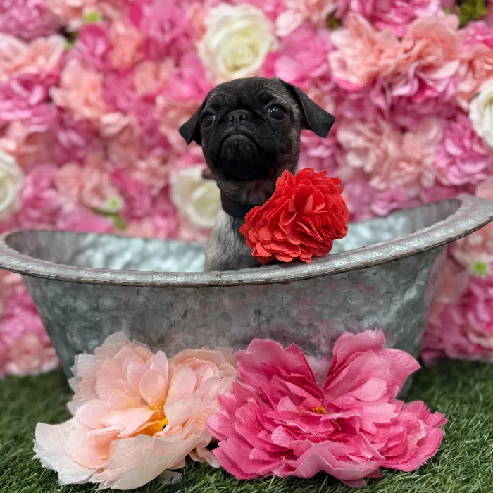 Female Pug Puppy for Sale in Braintree, MA
