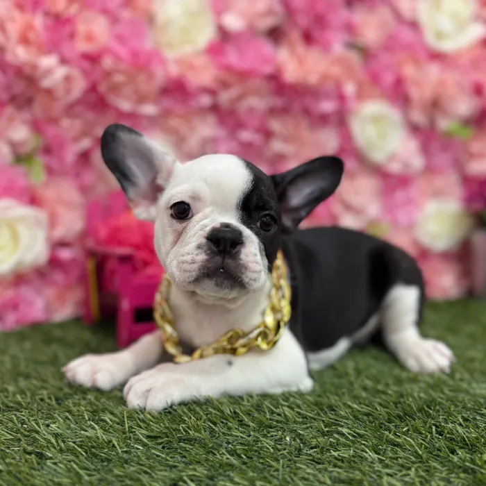 Male Froston Puppy for Sale in Braintree, MA