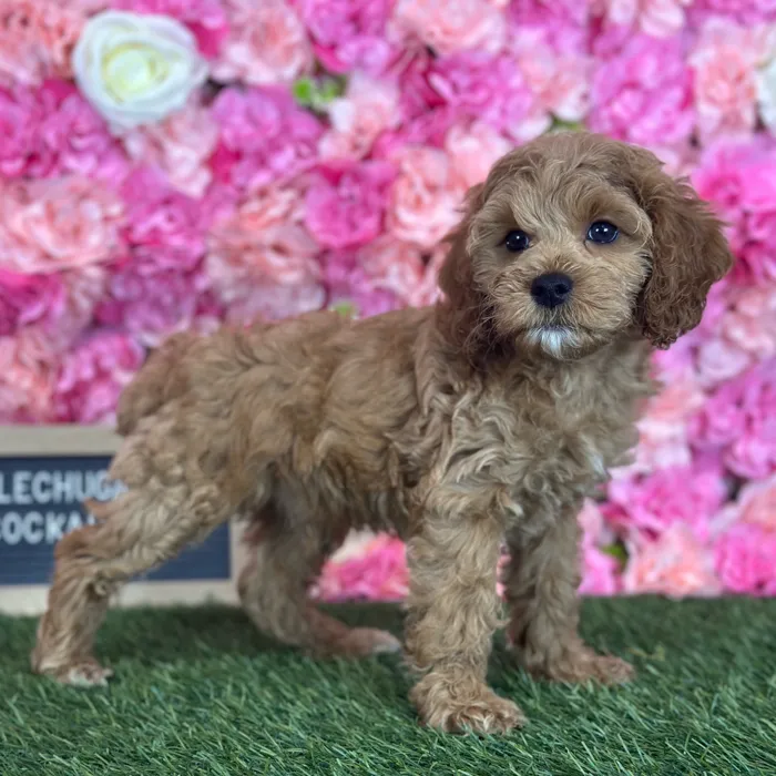 Male Cockapoo 2Nd Gen puppy named Lechuga for sale at Pet Express Saugus.