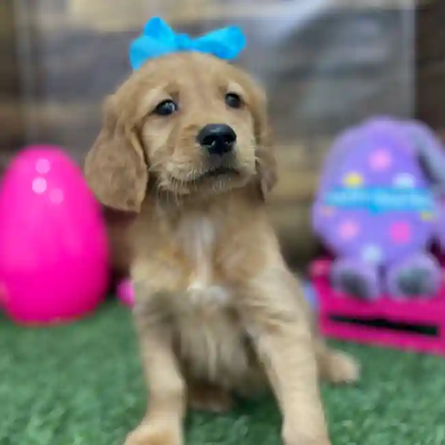 Female Golden Retriever Puppy for Sale in Braintree, MA