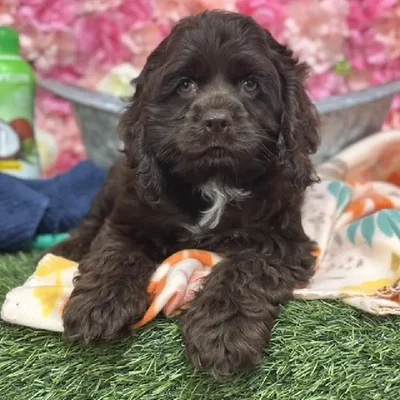 Female Cocker Spaniel Puppy for Sale in Saugus, MA