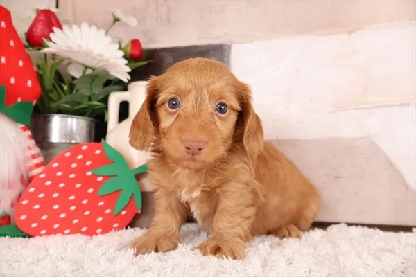 Male Dachshund puppy named Sonny for sale at Pet Express Saugus.