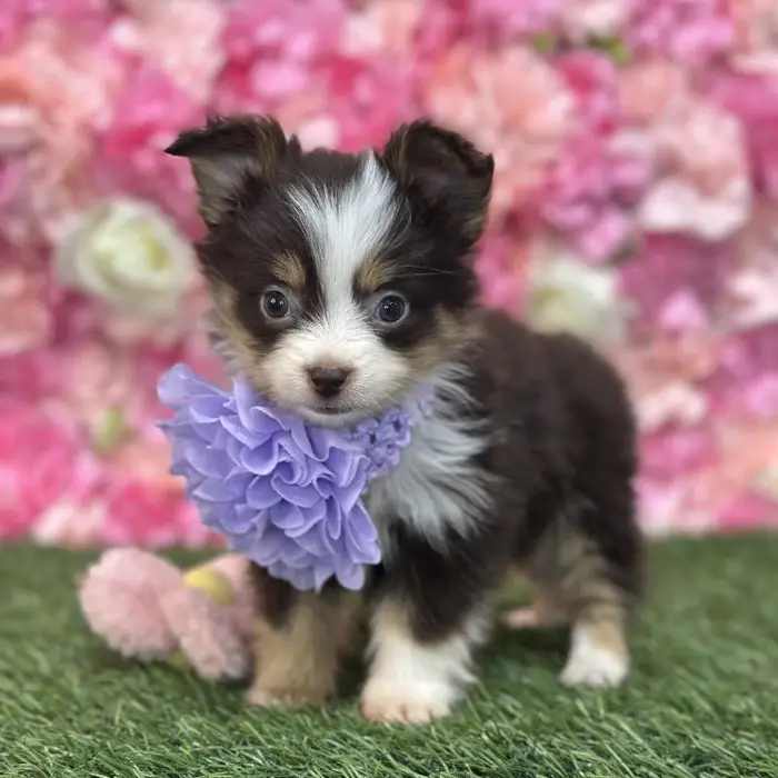 Female Toy Australian Shepherd Puppy for Sale in Braintree, MA