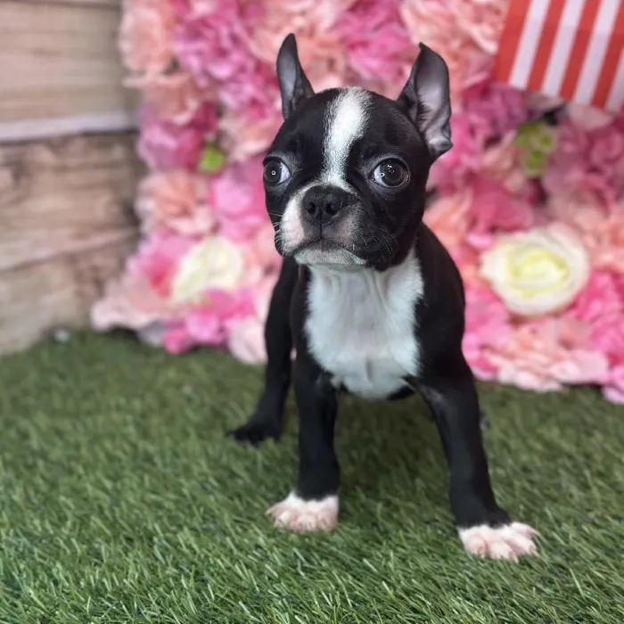 Male Boston Terrier Puppy for Sale in Saugus, MA