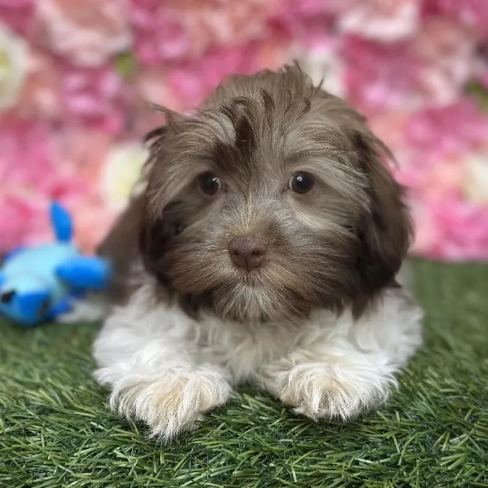 Female Havanese Puppy for Sale in Braintree, MA