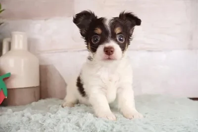 Male Taco Terrier (Toy Fox/Chi) puppy named Taquito for sale at Pet Express Saugus.