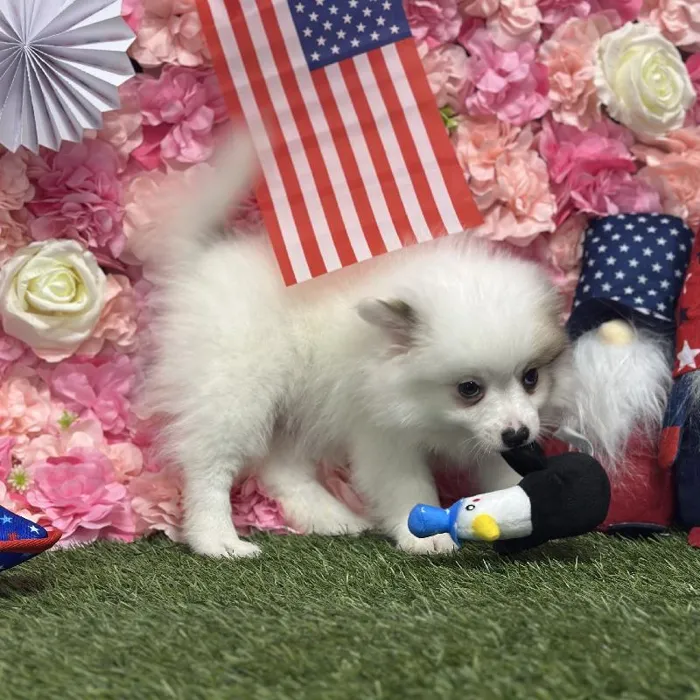 Male Pomimo Puppy for Sale in Saugus, MA