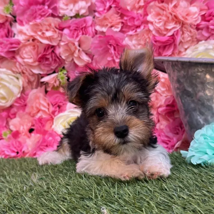 Male Yorkshire Terrier Puppy for Sale in Saugus, MA
