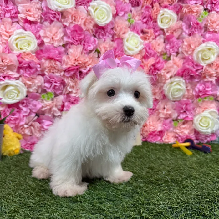 Female Havamalt puppy named Janice for sale at Pet Express Braintree.