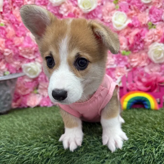 Female Pembroke Welsh Corgi Puppy for Sale in Braintree, MA
