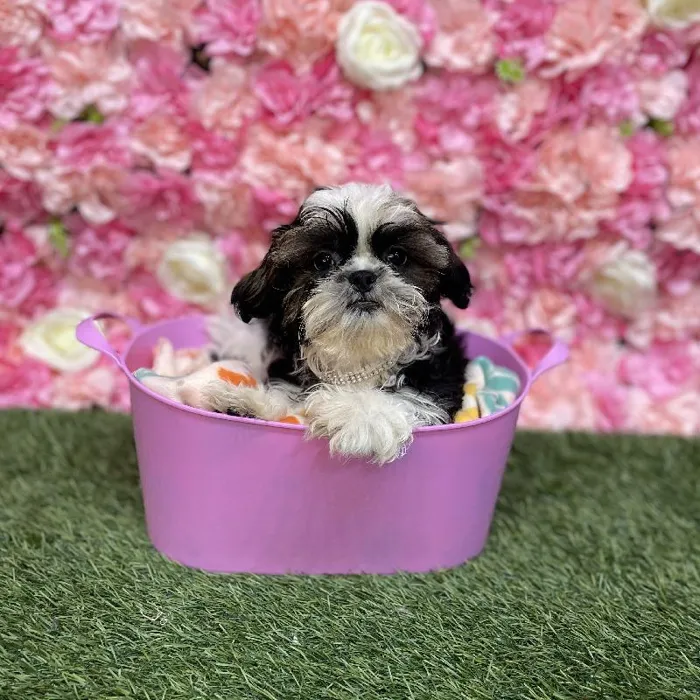 Female Shih Tzu Puppy for Sale in Saugus, MA