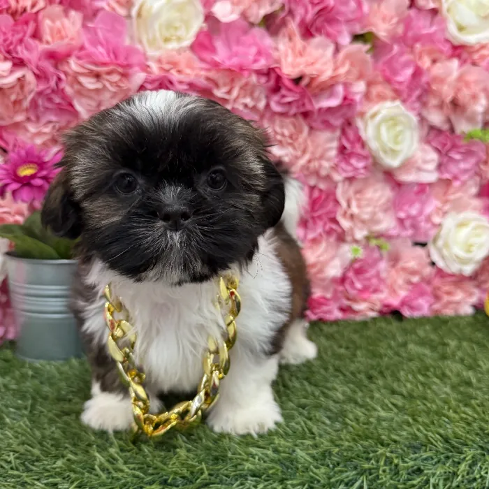 Male Shih Tzu Puppy for Sale in Braintree, MA