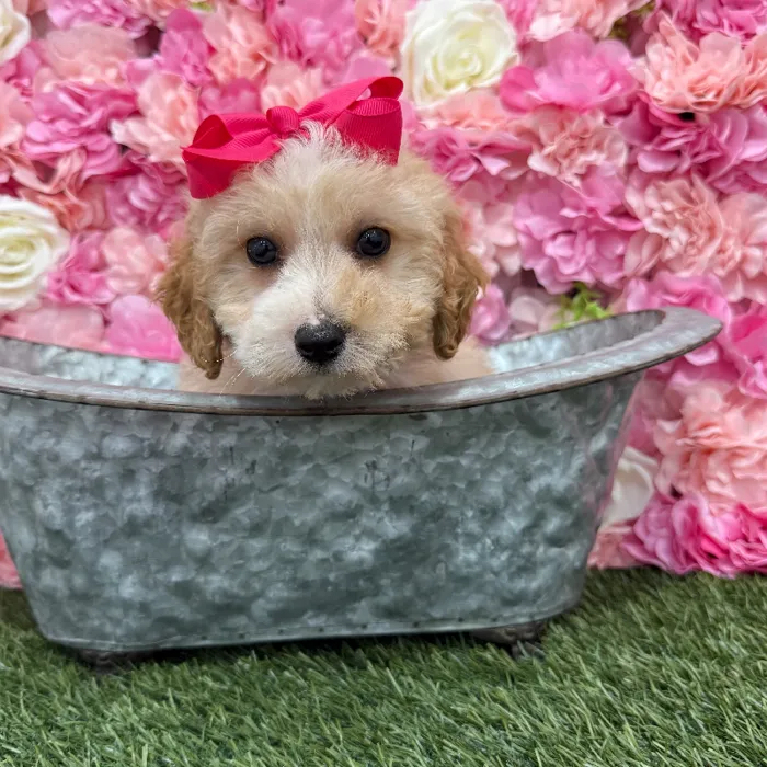 Female Mini Goldendoodle 2nd Gen Puppy for Sale in Braintree, MA