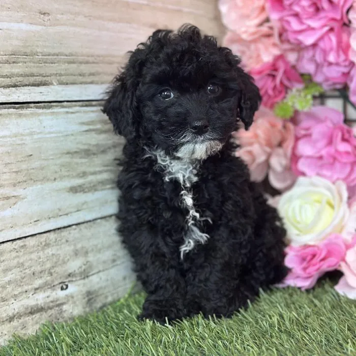 Female Micro Mini Bernedoodle F1Bb puppy named Coral for sale at Pet Express Saugus.