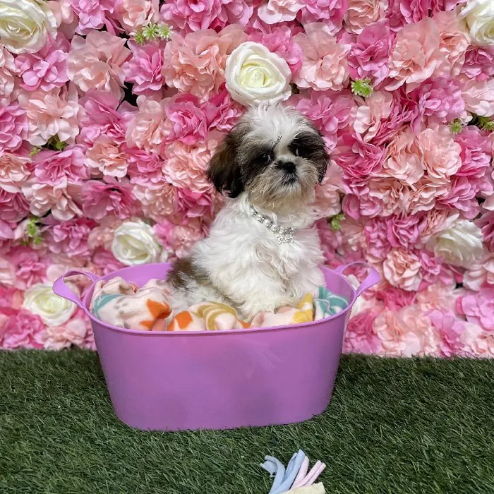 Female Shih Tzu Puppy for Sale in Saugus, MA