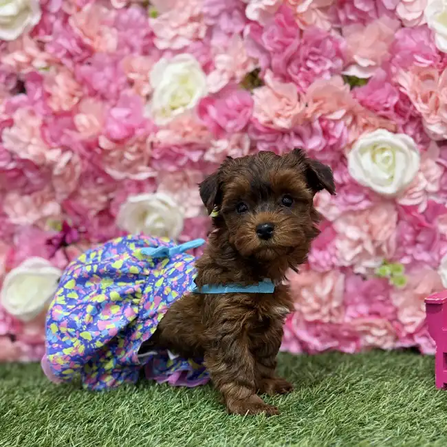 Female Yorkie-Poo Puppy for Sale in Braintree, MA