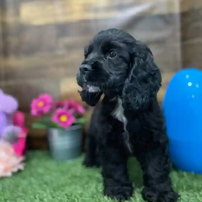 Male Cocker Spaniel Puppy for Sale in Braintree, MA