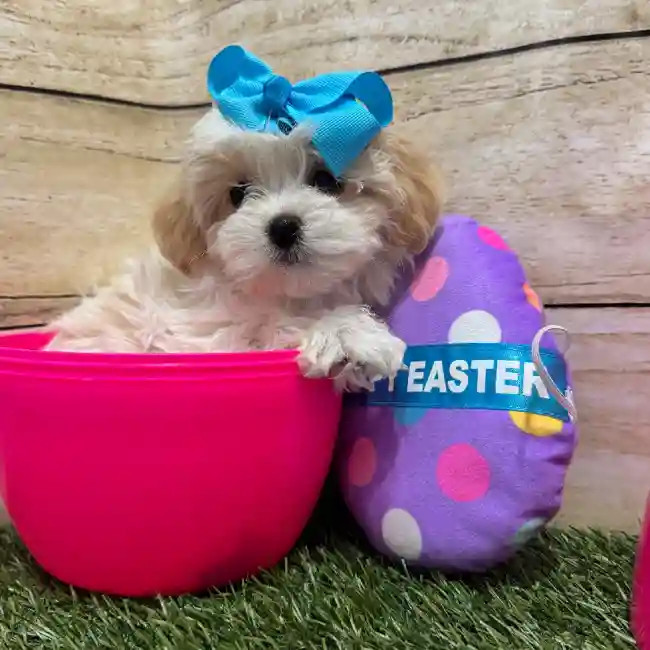 Female Yorkie-Poo 2nd Gen Puppy for Sale in Braintree, MA