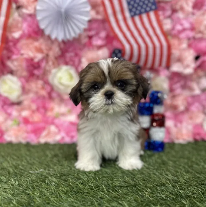 Female Shih Tzu Puppy for Sale in Saugus, MA