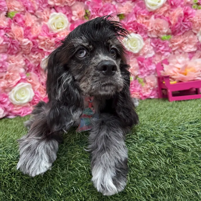 Male Cocker Spaniel Puppy for Sale in Braintree, MA