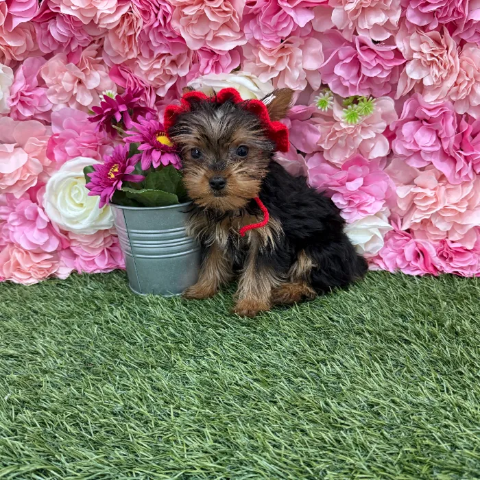 Female Yorkshire Terrier Puppy for Sale in Braintree, MA