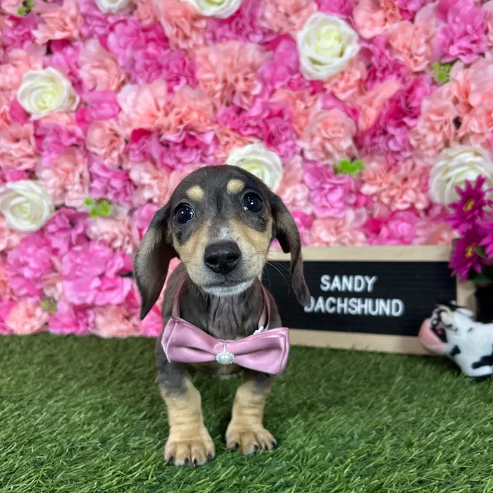 Female Dachshund puppy named Sandy for sale at Pet Express Braintree.