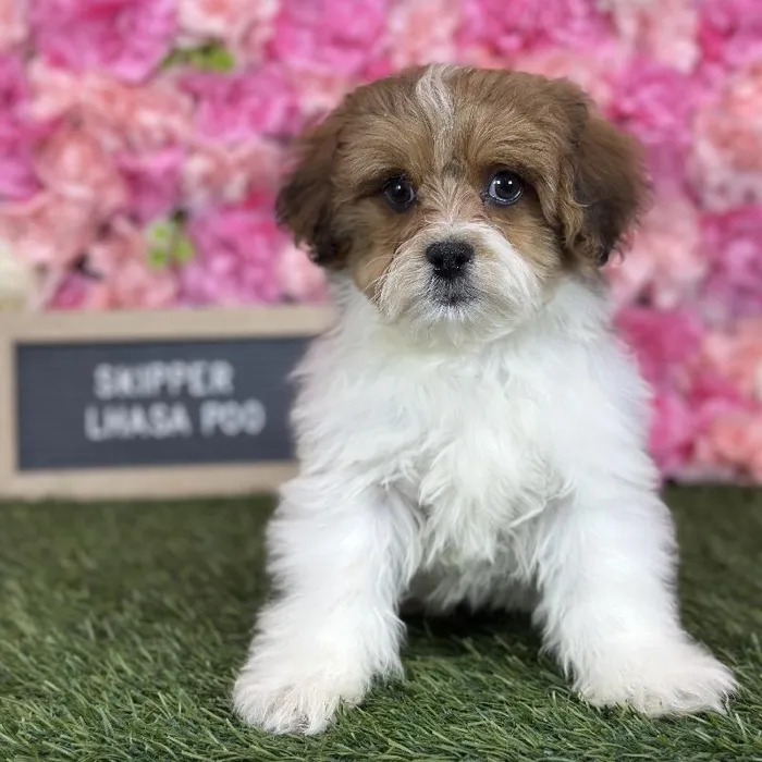 Male Lhasa-Poo puppy named Skipper for sale at Pet Express Saugus.