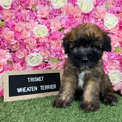 Female Soft Coated Wheaten Terrier puppy named Triscuit for sale at Pet Express Braintree.