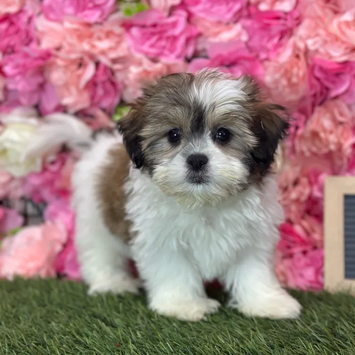 Female Teddy Bear (Zuchon) puppy named Tortuga for sale at Pet Express Saugus.