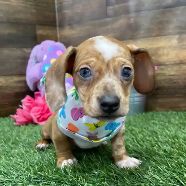 Female Dachshund Puppy for Sale in Braintree, MA