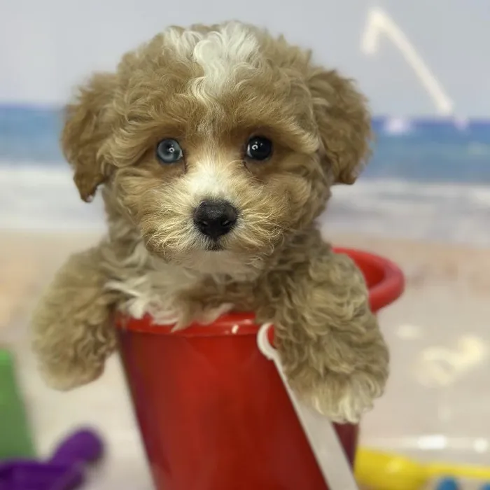 Male Mini Goldendoodle 2nd Gen Puppy for Sale in Saugus, MA