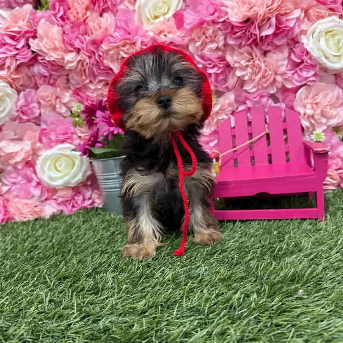 Female Yorkshire Terrier Puppy for Sale in Braintree, MA