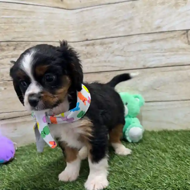 Male Aussalier Puppy for Sale in Braintree, MA
