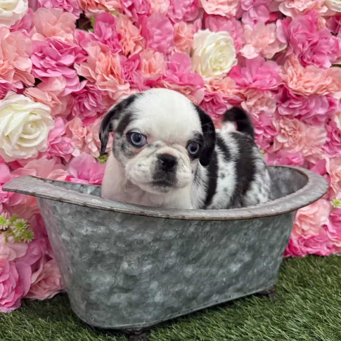 Female Pug Puppy for Sale in Braintree, MA