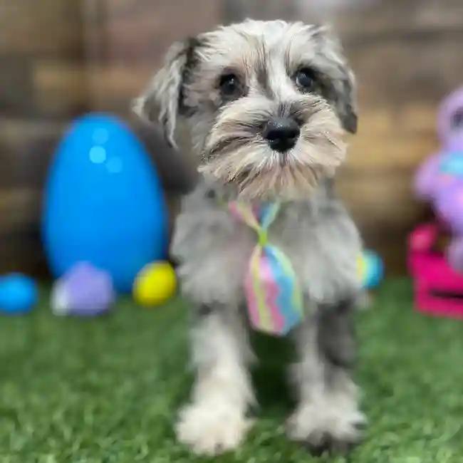 Male Miniature Schnauzer Puppy for Sale in Braintree, MA