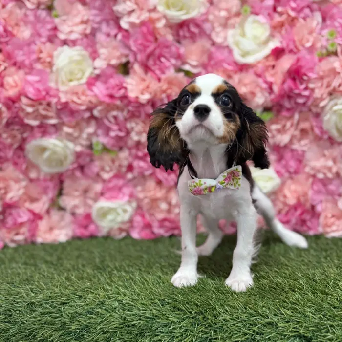 Male Cavalier King Charles Spaniel Puppy for Sale in Braintree, MA