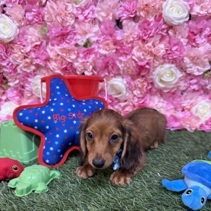 Female Dachshund Puppy for Sale in Saugus, MA