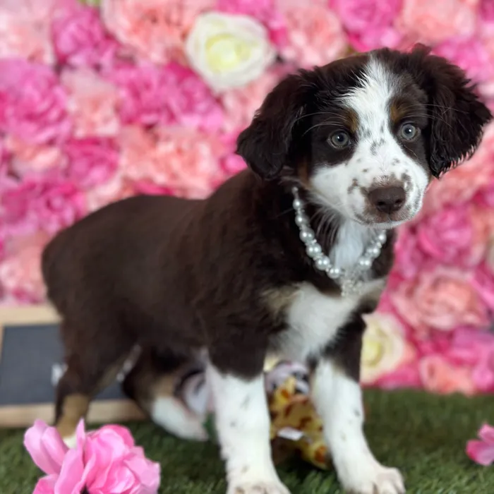Female Miniature Australian Shepherd puppy named Pamela for sale at Pet Express Saugus.