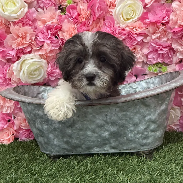 Male Shih-Poo Puppy for Sale in Braintree, MA