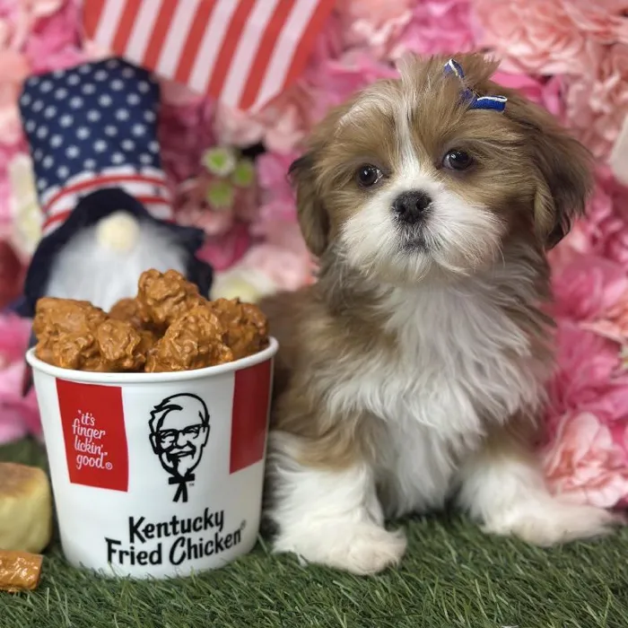 Female Lhasa Apso Puppy for Sale in Saugus, MA